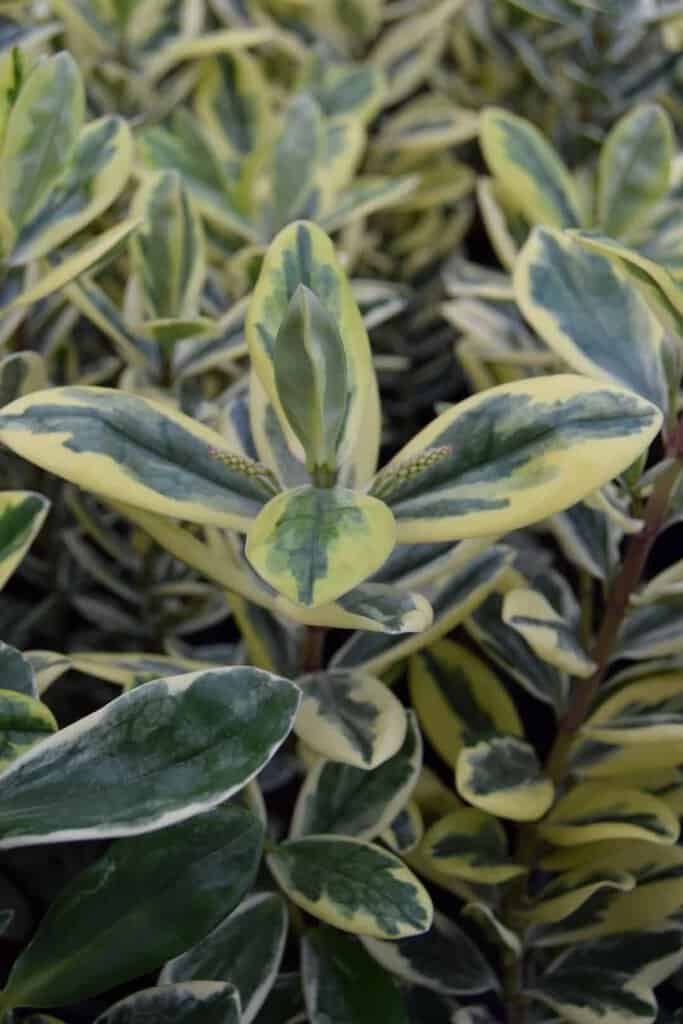 Hebe 'Silver Queen' 40-60 cm